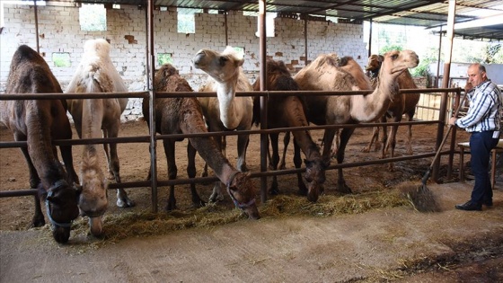 Kurbanlık develer 15 bin liradan satışta