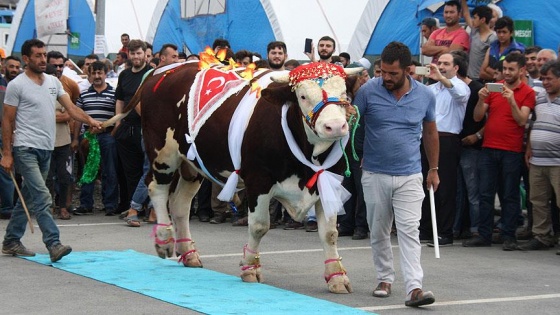 'Kurbanlık hayvan güzellik yarışması' yoğun ilgi gördü