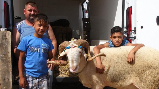 Kurbanlık pazarının gözdesi 'Gırbiş'