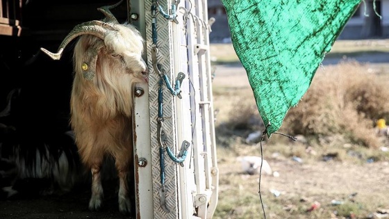 Kurbanlık yetiştiricileri çifte bayram yaptı