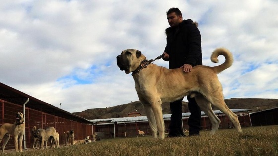 'Kurtların korkulu rüyası' köpeklere dünyadan da talep var