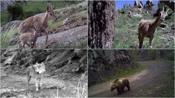 Kurttan ayıya, vaşaktan ceylana yaban hayatı fotokapana takıldı