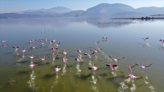 Kuş cenneti Bafa Gölü doğa tutkunlarını cezbediyor