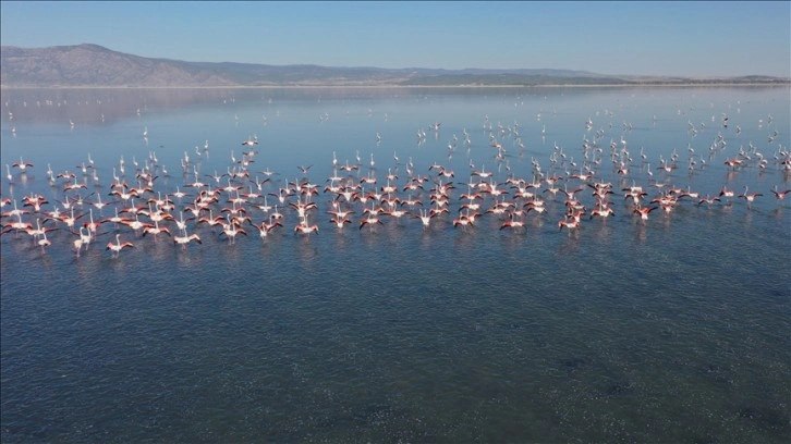 Kuş cenneti olarak bilinen Acıgöl flamingolarla bir başka güzel