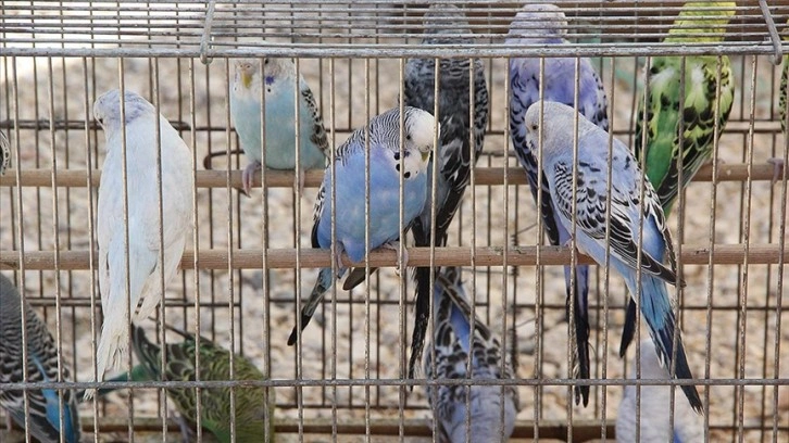 Kuş meraklıları hafta sonları Sakarya'da kurulan pazarda buluşuyor