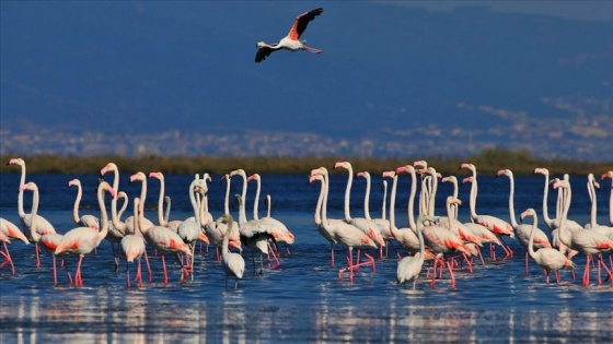 "Kuş Oteli" Hersek Lagünü flamingo ve diğer göçmen kuşlarla şenlendi