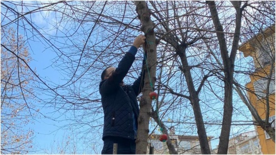 Kuşlar için ağaçlara meyve astılar