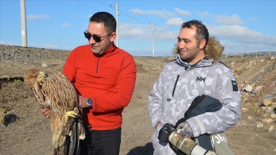 Kütahya'da yaralı şah kartal tedavi altına alındı