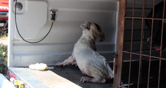 Kuyudaki mazgala sıkışan yavru köpeği itfaiye kurtardı