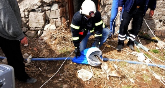 Kuyuya düşen kedi 2 günde kurtarıldı