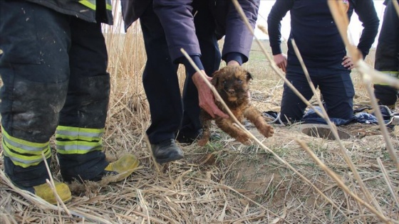 Kuyuya düşen yavru köpeği itfaiye kurtardı