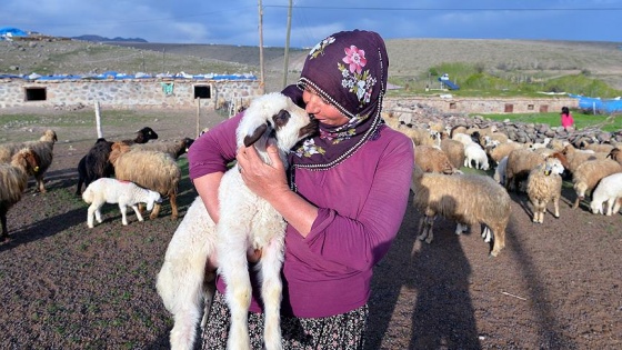 Kuzuların ve besicilerin 'mera hasreti' sona erdi