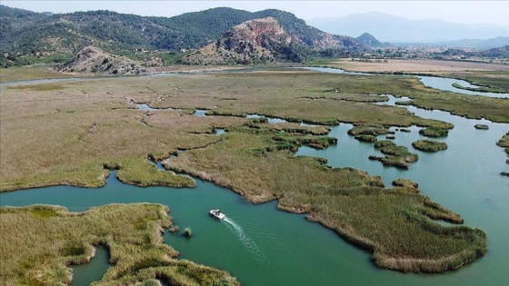 Labirent görünümlü Dalyan sazlıkları yine turistlerin gözdesi olacak