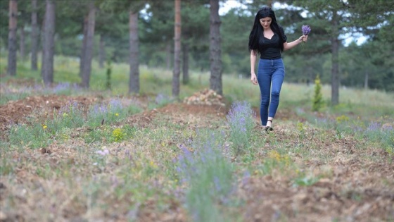 Lavanta ormanı Safranbolu&#039;ya ekonomik değer katacak