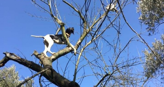 Leopar değil av köpeği