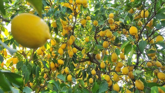 Limon ihracatı ön izne bağlandı