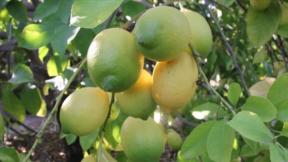 Limonda verim düştü fiyat arttı