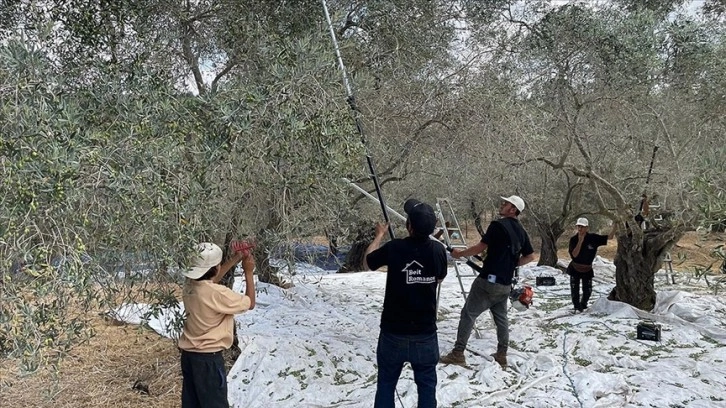 Lübnan mutfağının vazgeçilmezi zeytinin hasadı bereketli başladı