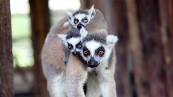 Madagaskar'daki 33 lemur türü yok olma riskiyle karşı karşıya