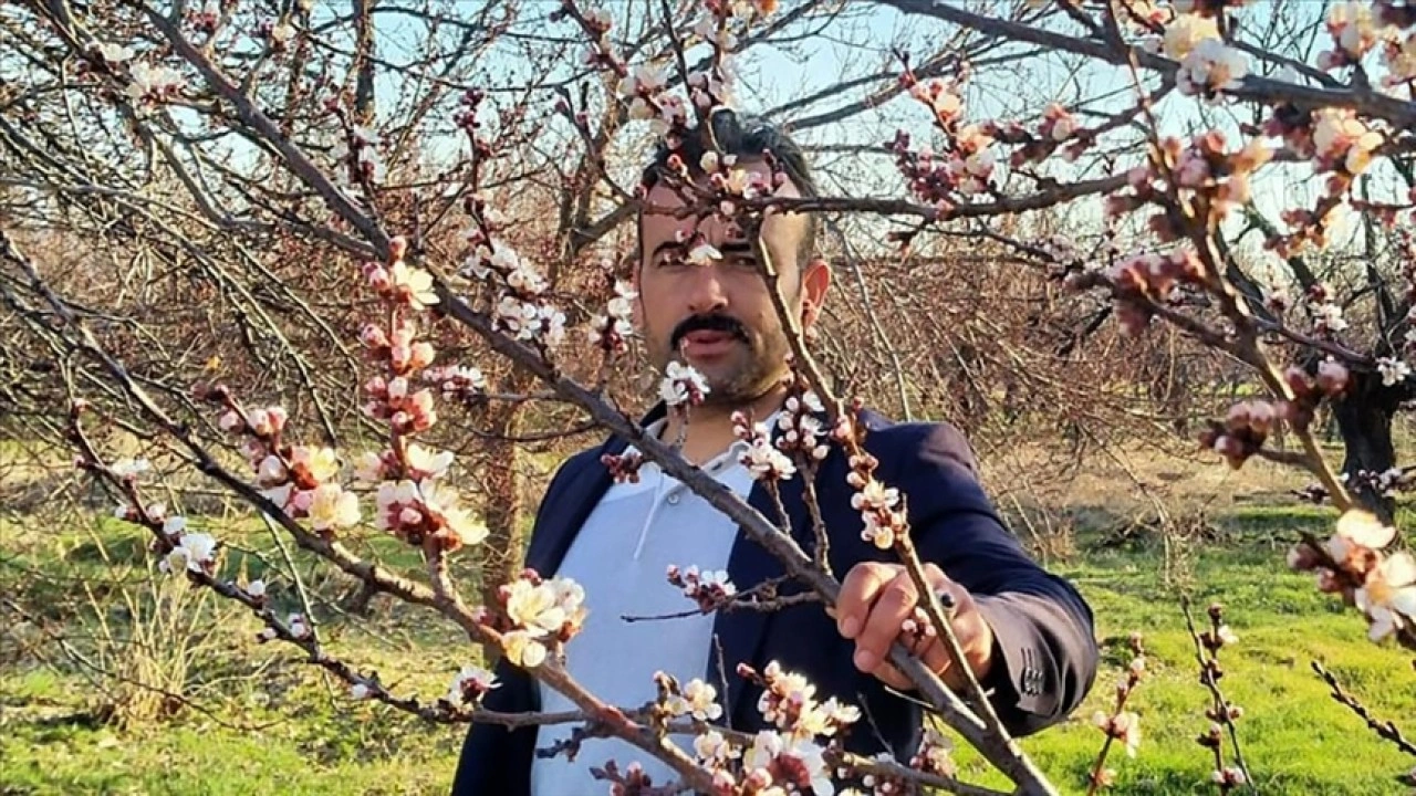 Malatya'da bazı kayısı ağaçları erken çiçek açtı