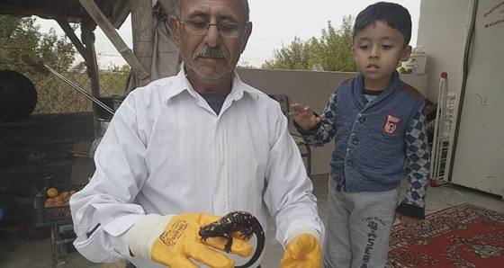 Malatya’da sarı benekli semender bulundu