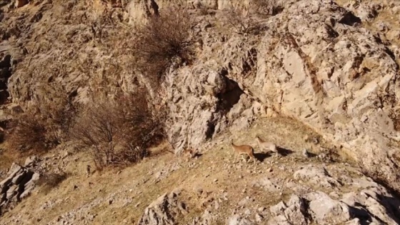 Malatya'da yabani dağ keçileri drone ile görüntülendi