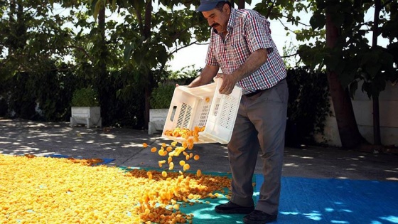 Malatya kayısısında hedef tüm pazarlara ulaşmak