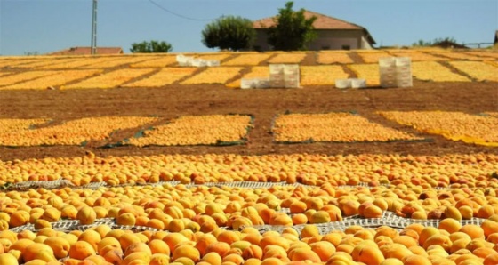 Malatya sarıya boyandı