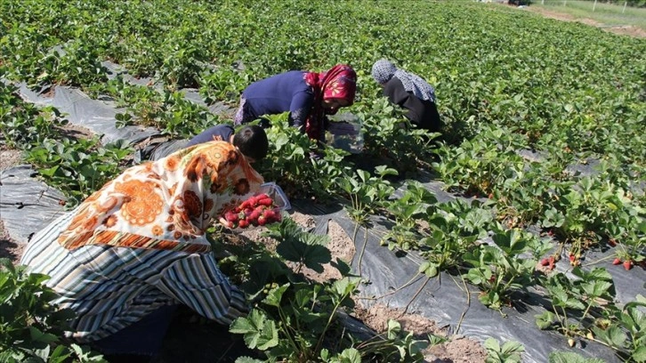 Malatya'da kooperatifleşerek çilek yetiştiren kadınların hedefi yurt dışına açılmak