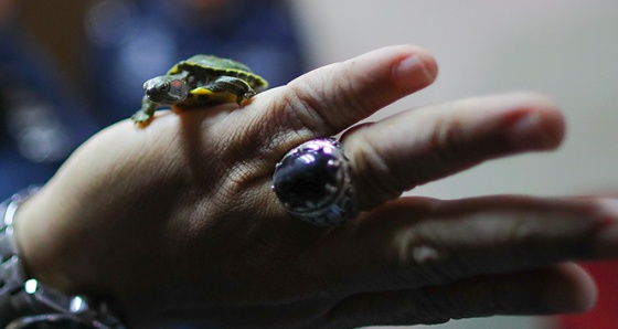 Malezya'da 5 binden fazla kaçak kaplumbağa ele geçirildi