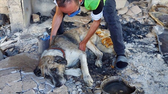 Manavgat&#039;taki orman yangınından yaralı kurtulan &#039;Şanslı&#039;ya şefkat eli