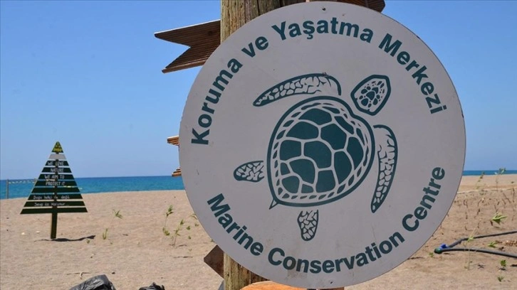 Manavgat'ta 35 bin caretta caretta yavrusundan yarısı denize ulaştı