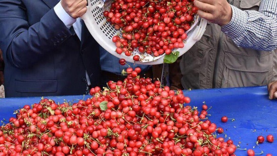 Manisa'da kiraz hasadı başladı