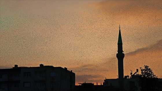 Manisa'da sığırcık kuşlarının gökyüzünde dansı ilgi çekti