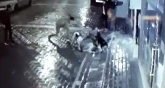 Manisa'da sokak köpeğine işkence| Önce pitbull saldırttılar ardından bıçakladılar