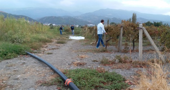 Manisa'da üzüm bağlarında cinayet