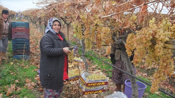 Manisa'da yılın son üzümleri 'kanaviçe'nin altından çıkarıldı