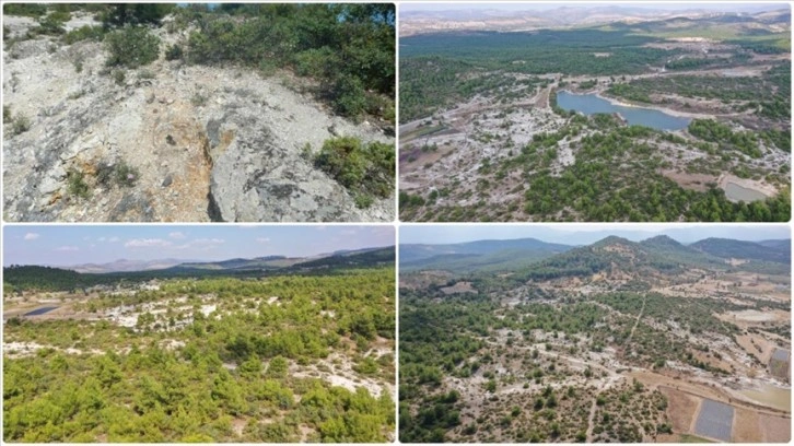 Manisa'daki "Osmancalı Fosil Ormanı" tabiat anıtı ilan edildi