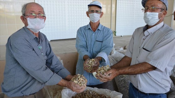 Manisalı haşhaş üreticisi fiyattan memnun