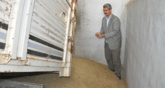 Mardin'de ilk arpa hasadı yapıldı