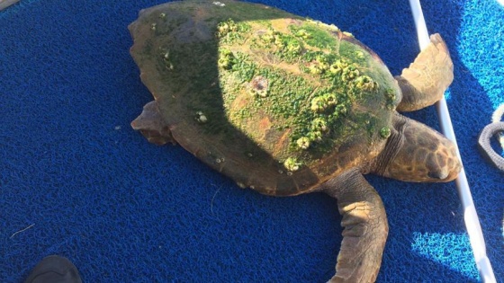 Marinada bulunan caretta caretta denize bırakıldı