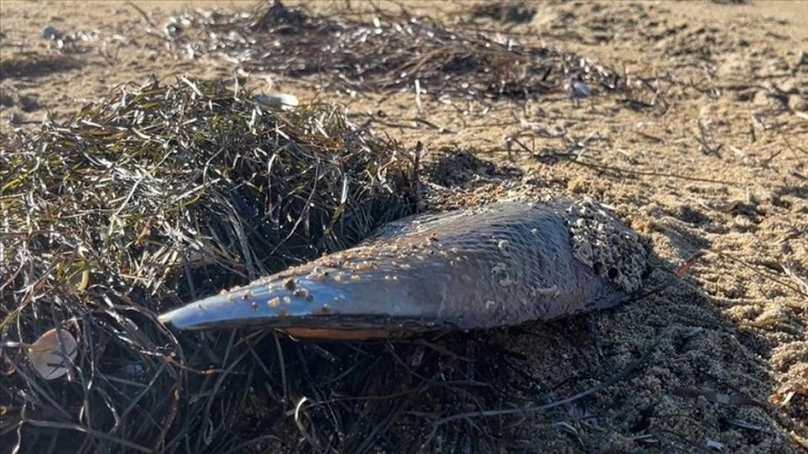 Marmara Denizi'ndeki fırtına ekosistemin umudu pinalara da zarar verdi