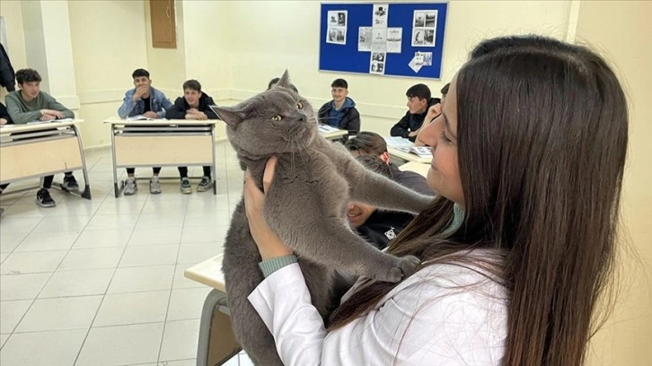 Matematik öğretmeninin kedisi 