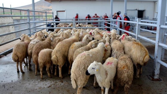 Mehmetçik için yüzlerce kurban kesildi