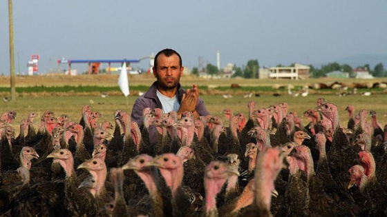 Memleket hasreti kaz çiftliği sahibi yaptı