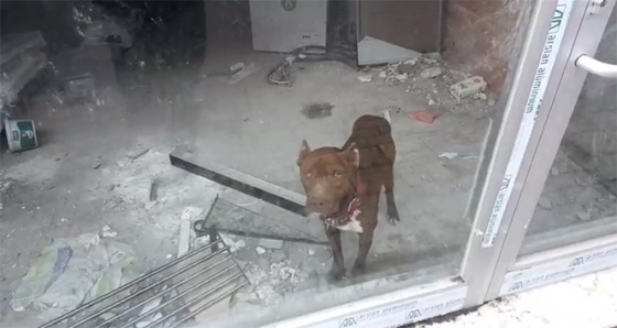 Memleketine giden sahibinin dükkana kilitlediği köpek kurtarıldı