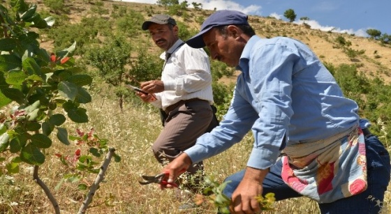 Menengiç ağacından fıstık üretilecek