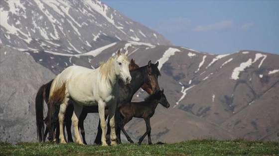 Mercan Dağları yavru yılkı atlarıyla şenlendi