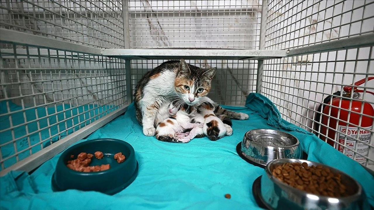 Mersin'de camide doğum yapan kedi ile 3 yavrusu koruma altına alındı