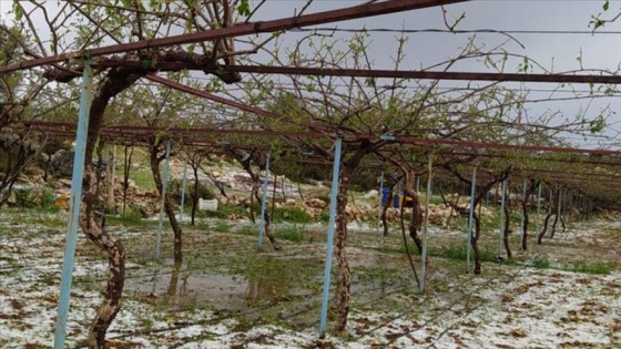 Mersin'de etkili olan dolu tarım alanlarına zarar verdi